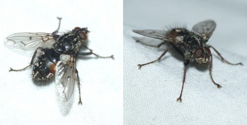 Réf. 232 146 : Trixa conspersa